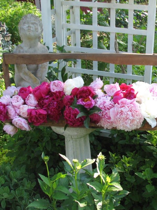 Fresh Peonies
